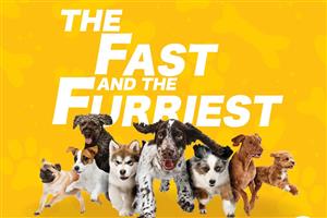 Fast & Furriest